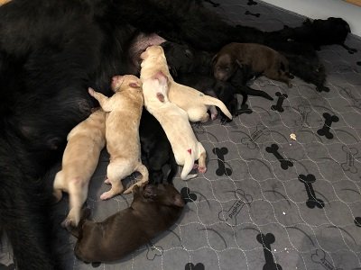 The Litter